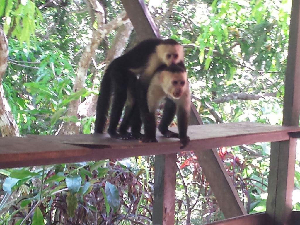 Coyaba Tropical Elegant Adult Guesthouse Manuel Antonio Buitenkant foto